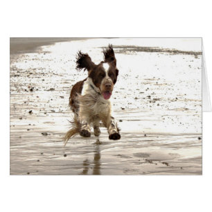 Charlie Le Springer !