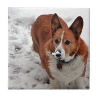 Charlie Snow Snout Tegeltje