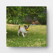 Charlie The Fox Terrier Ball Play, Photo Plaque (Devant)
