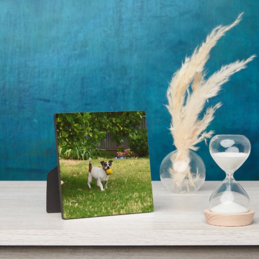 Charlie The Fox Terrier Ball Play, Photo Plaque (Insitu)