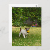 Charlie The Fox Terrier Jouer Temps, Carte Postale (Devant / Derrière)