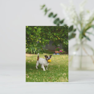 Charlie The Fox Terrier Play Time, Briefkaart