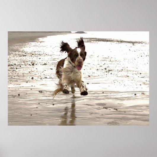 Charlie The Springer Poster (Voorkant)