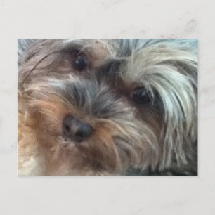 Charlotte la petite carte postale de chien