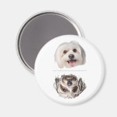 Charmant aimant lave-vaisselle pour chien maltais (Recto/Verso)
