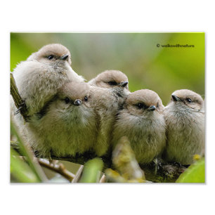 Charme de coeur Cute Bushtits Songbirds Photo de f