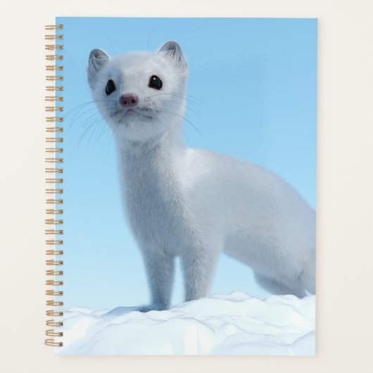 Charme de la belette arctique (Devant)