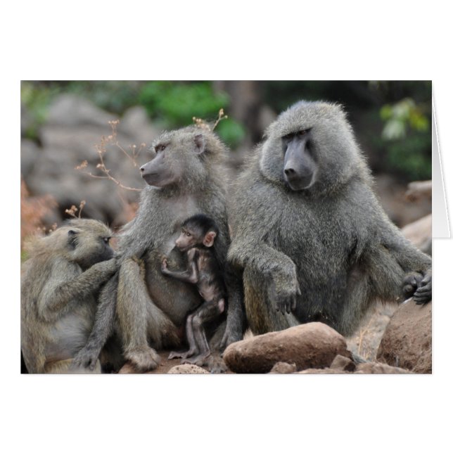 Charmed Life, Lake Manyara (Voorkant Horizontaal)