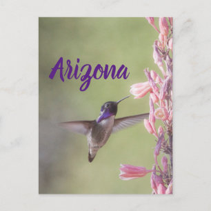 Charming Costa's Hummingbird, Briefkaart Arizona