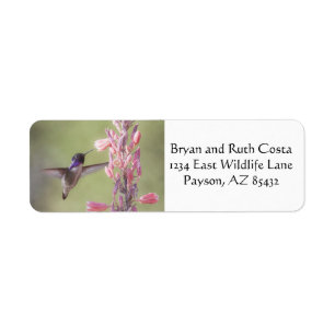 Charming Costa's Hummingbird Etiket