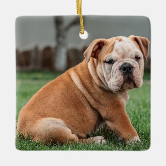 Charming English Bulldog Puppy Keramisch Ornament (Voorkant)