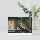 Charming Garden Bird at Feeder Carte postale (Debout devant)