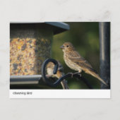 Charming Garden Bird at Feeder Carte postale (Devant)