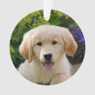 Charming Goldie Retriever Chien Chien Puppy -