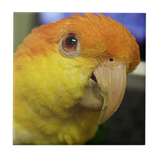 Charming White Bellied Caique Parrot Tegeltje (Voorkant)