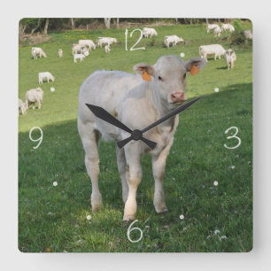 Charolais calf vierkante klok