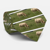 Charolais Cow Grazing in het veld Stropdas (Opgerold)