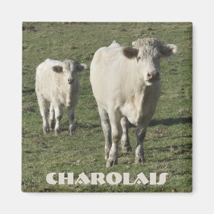 Charolais koe en kuitmagneet magneet
