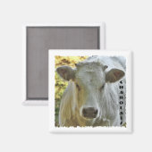 Charolais koe magneet (Voorkant / Achterkant)