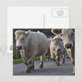 Charolais-vee op de weg briefkaart (Voorkant / Achterkant)