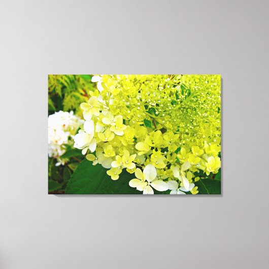 Chartreuse Green, Limelight Hydrangea Canvas Afdruk (Voorkant)
