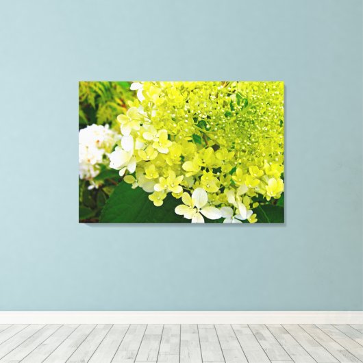 Chartreuse Green, Limelight Hydrangea Canvas Afdruk (Insitu (Houten vloer))