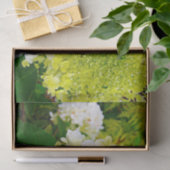 Chartreuse Green, Limelight Hydrangea Tissuepapier (Geschenk)