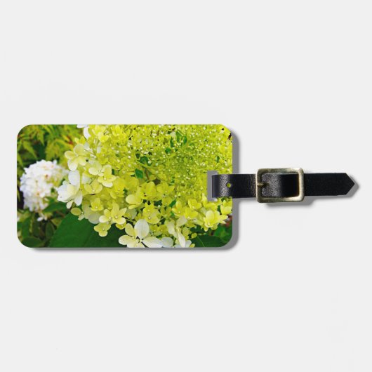 Chartreuse Groen, Limelight Hydrangea, Bagagelabel (Voorkant horizontaal)