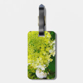 Chartreuse Groen, Limelight Hydrangea, Bagagelabel (Achterkant verticaal)