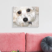 Chase Cavachon Canvas Verpakte Print (Insitu (Woonkamer))