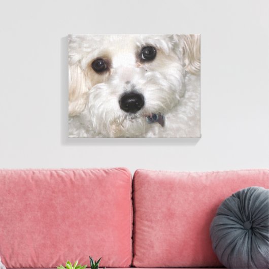 Chase Cavachon Canvas Verpakte Print (Insitu (Woonkamer))
