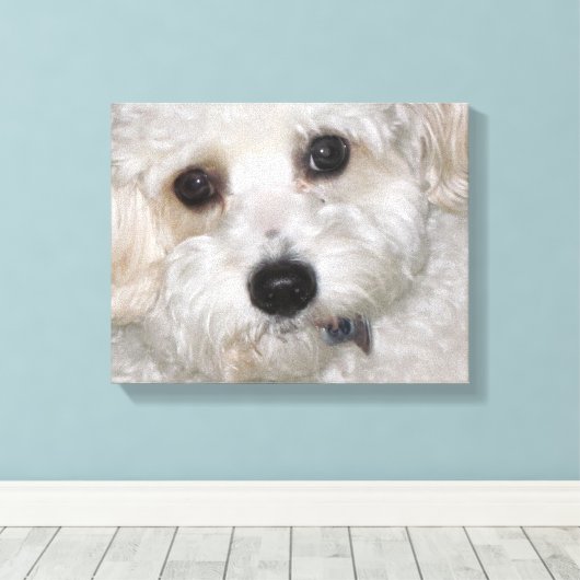 Chase Cavachon Canvas Verpakte Print (Insitu (Houten vloer))