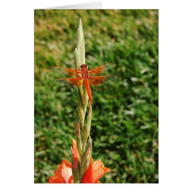 Chase the Dragon (Voorkant)