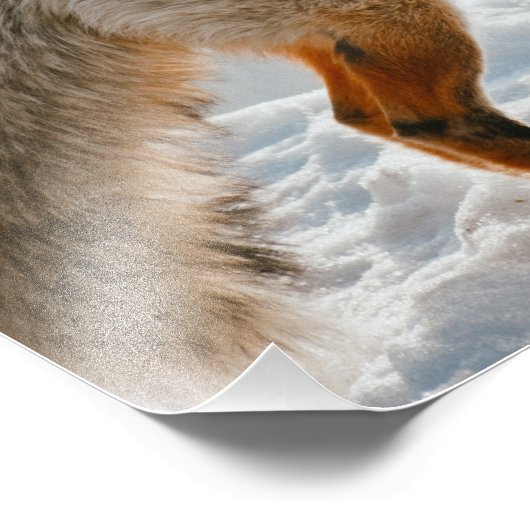 Chasse d'art mural Fox Impression (Coin)