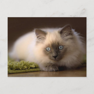 Chasse de la carte postale de souris