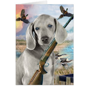 Chasses à Weimaraner