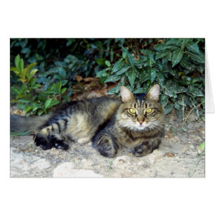 Chat