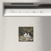 Chat à courte distance - Aimant (In Situ (Lave-vaisselle))