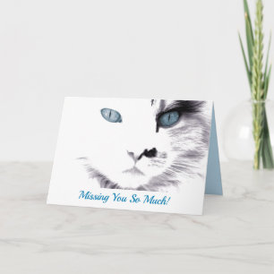 Chat à oeil bleu