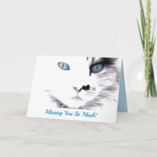 Chat à oeil bleu
