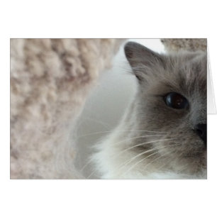 Chat à poupée, carte