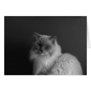 Chat à poupée, carte