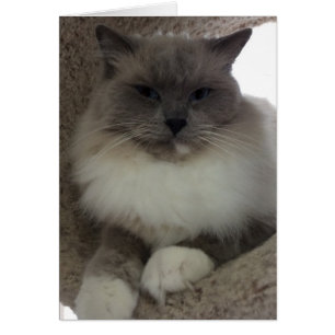 Chat à poupée, carte