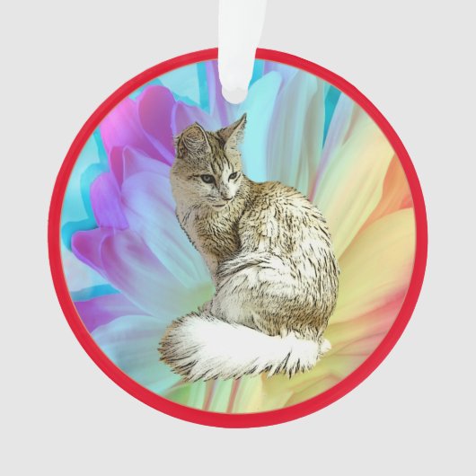 Chat Angora turc (devant)