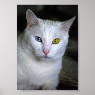 Chat angora turc aux yeux dépareillés Poster