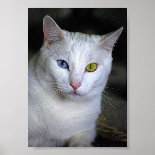 Chat angora turc aux yeux dépareillés Poster (Devant)