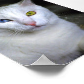 Chat angora turc aux yeux dépareillés Poster (Coin)