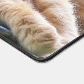 Chat au gingembre Longhé (Coin)