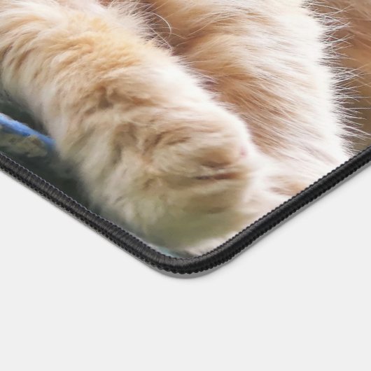 Chat au gingembre Longhé (Coin)