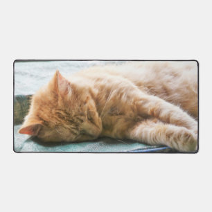 Chat au gingembre Longhé